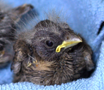 BabyFinch