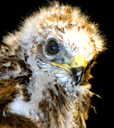 BabyHawk