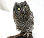 BabyScreech