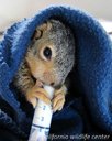 BabySquirrel